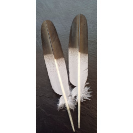 Grosse Adler Imitat Airbrush-Federn in zwei Sorten