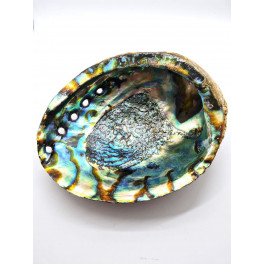 Grosse Abalone Muscheln als Räucherschalen