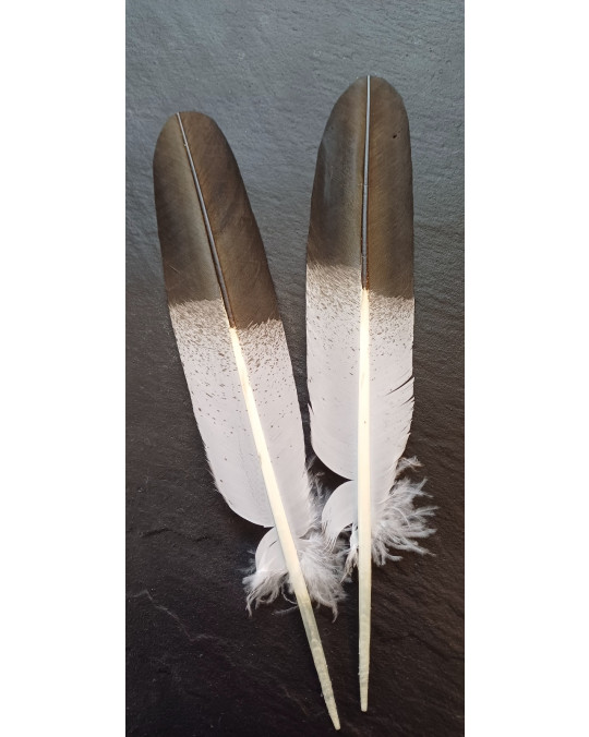 Grosse Adler Imitat Airbrush-Federn in zwei Sorten