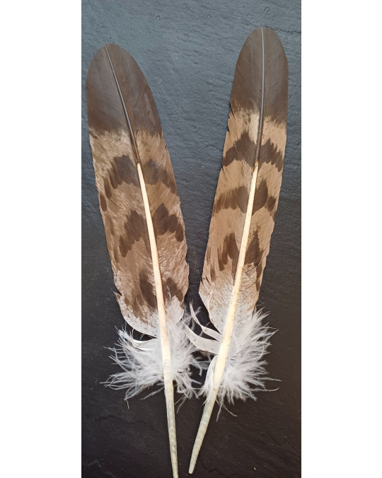 Grosse Adler Imitat, Airbrush-Federn-"Steinadler"