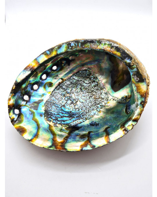 Grosse Abalone Muscheln als Räucherschalen