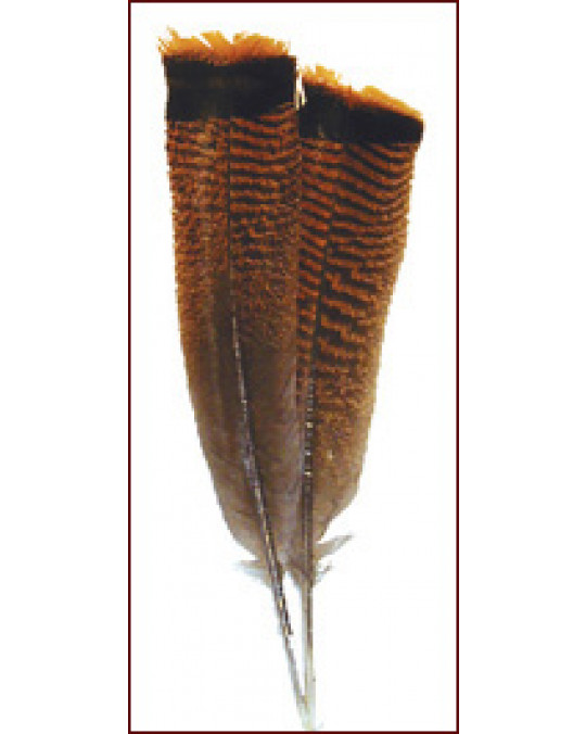 Wildtruthahn-Federn "Tail"